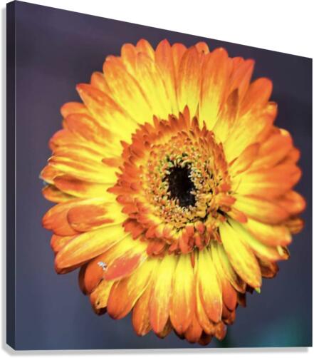 Flower Canvas Print