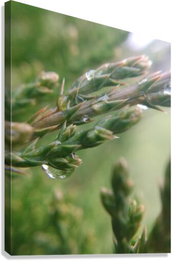 Rain Tears Canvas Print