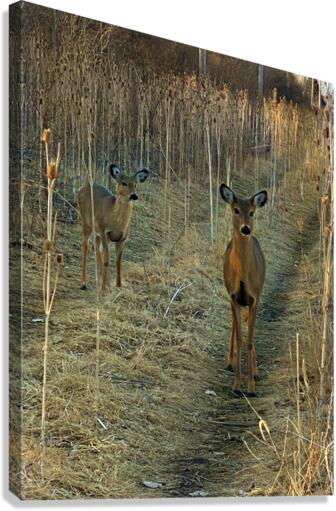 Oh Deer Canvas Print