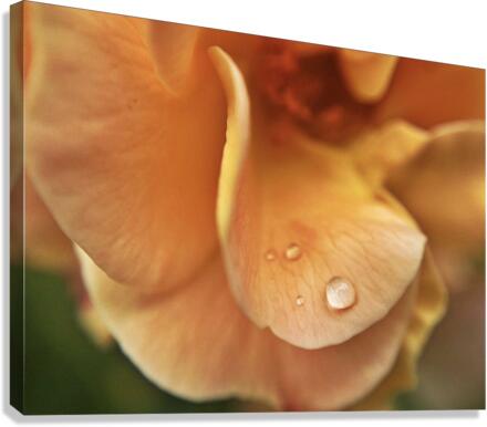 rain drop Canvas Print