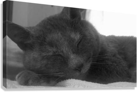Meowser Canvas Print