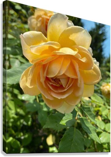 Rose Garden Canvas Print