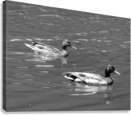 No Ducks given Canvas Print