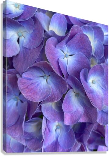 Violets Eyes Canvas Print