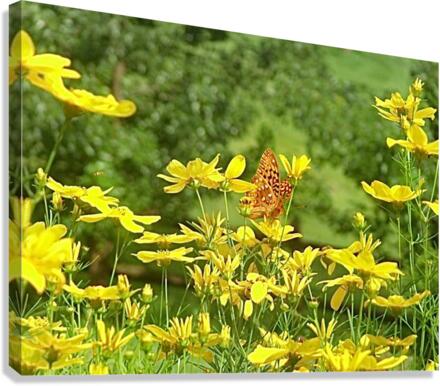 Flutterfly Canvas Print