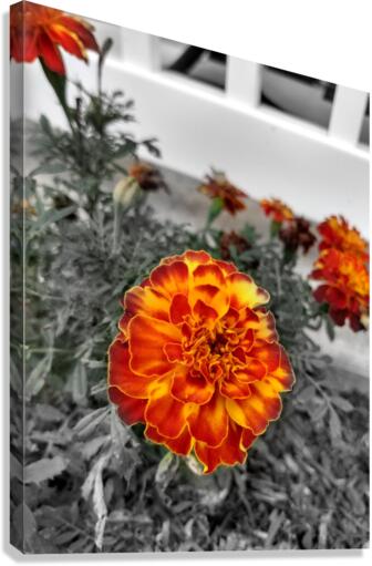 Mum Canvas Print
