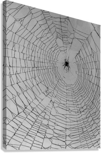 The webweaver  Canvas Print