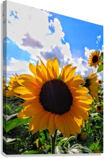 Sunflower Canvas Print