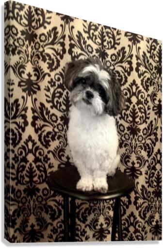 Scruffy  Canvas Print