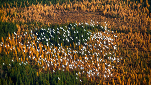 Snow Geese