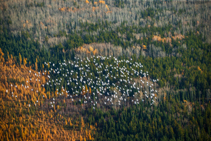 Snow Geese 2