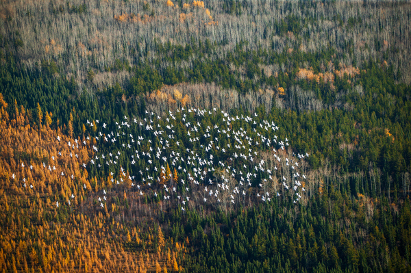 Snow Geese 2 by Rick Boden