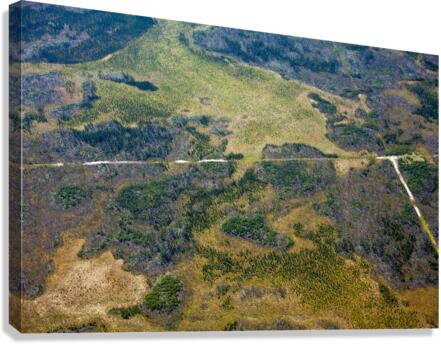 Boreal Landscape Canvas Print