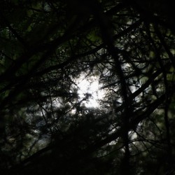 Branches