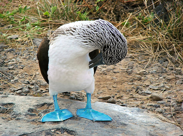 Blue footed booby seen in Galapagos Islands wildlife reserve by Elijah Lovkoff