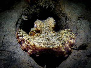 Octopus
