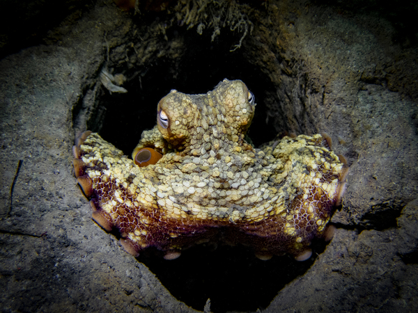 Octopus Print