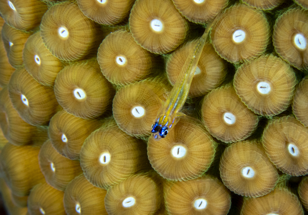 Peppermint Goby Print