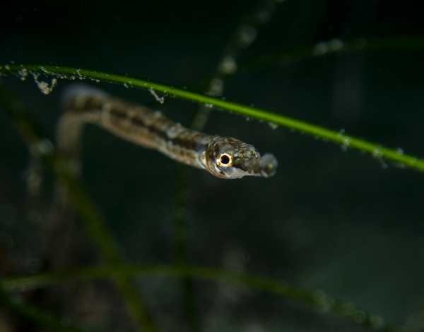 Pipefish Print