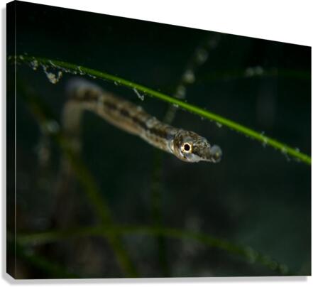 Pipefish Canvas Print