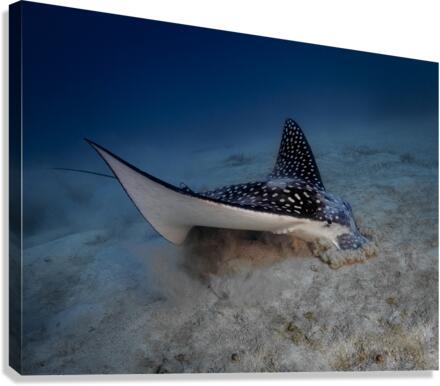 Spotted Eagle Ray Canvas Print
