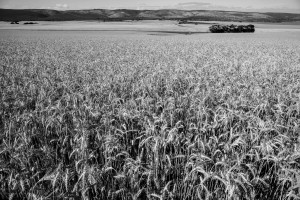Wheat Field