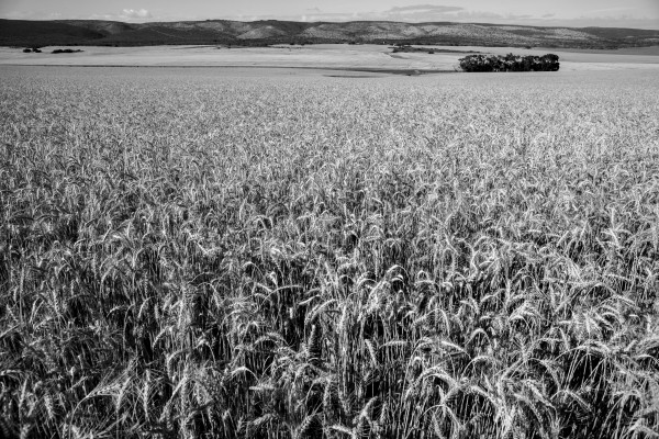 Wheat Field Print