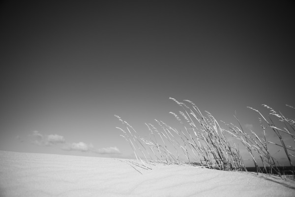 Dune Grass Print