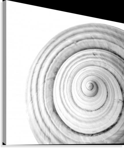 Conch 1 Canvas Print