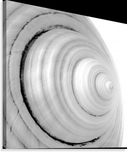 Conch 2 Canvas Print