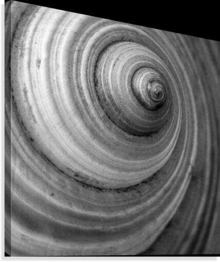 Conch 3 Canvas Print