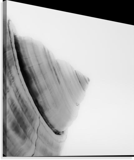 Conch 4 Canvas Print