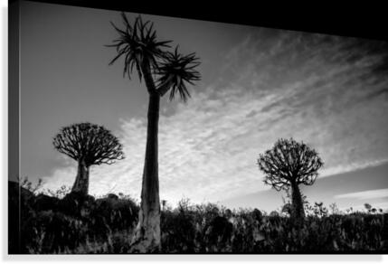 Quiver Trees Canvas Print