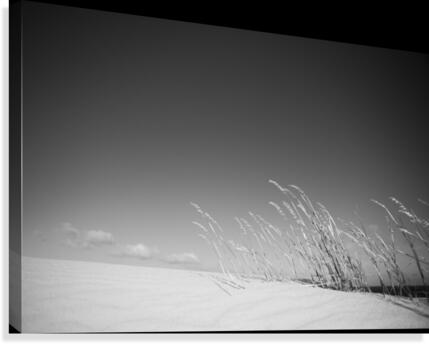 Dune Grass Canvas Print