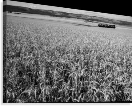 Wheat Field Canvas Print