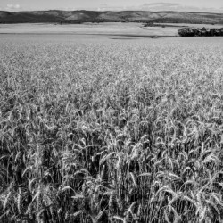 Wheat Field