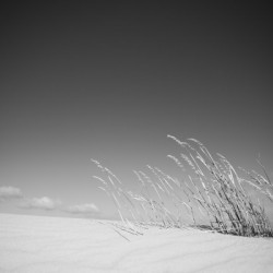 Dune Grass