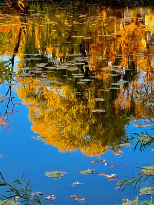 autumn reflection