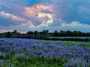 lupine sunset 