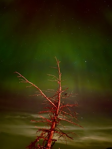Ghost Tree Under the Northern Lights