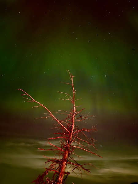 Ghost Tree Under the Northern Lights by Lisa Drew