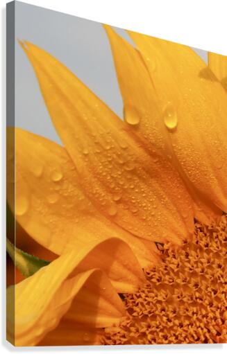 Sun Dew Canvas Print