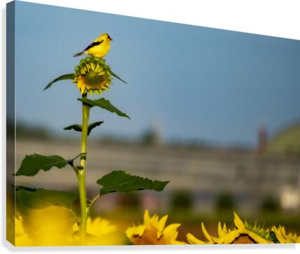 Sunflower Perch Canvas Print
