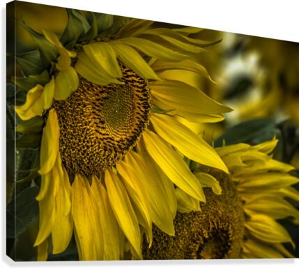 Sunflower Dawn  Canvas Print