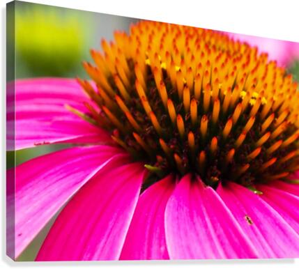 Cone Flower Canvas Print