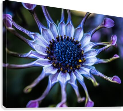 purple alien Canvas Print