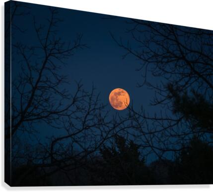 Moonrise Canvas Print