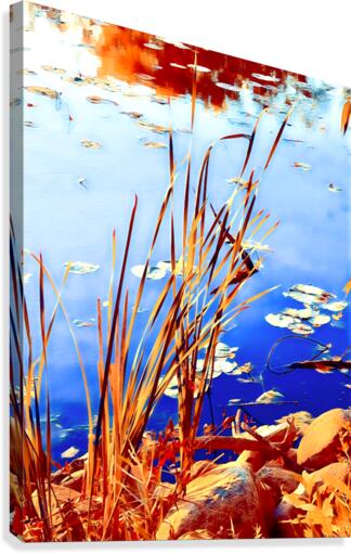 Reed Grasses  Canvas Print