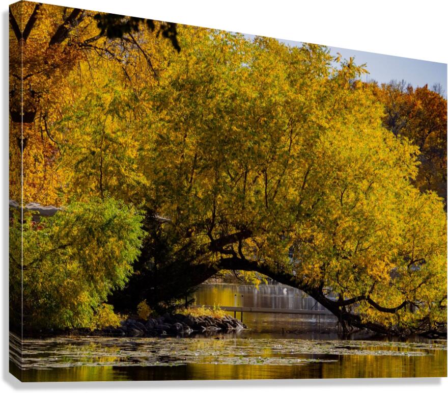 Arc de Treeomph Canvas Print