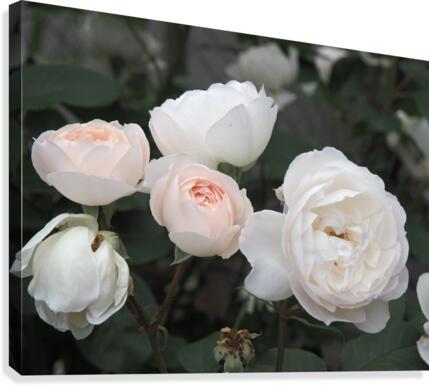 oregon blush Canvas Print